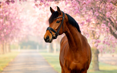 Fotoaktion – Rosa Blütenzauber 2025
