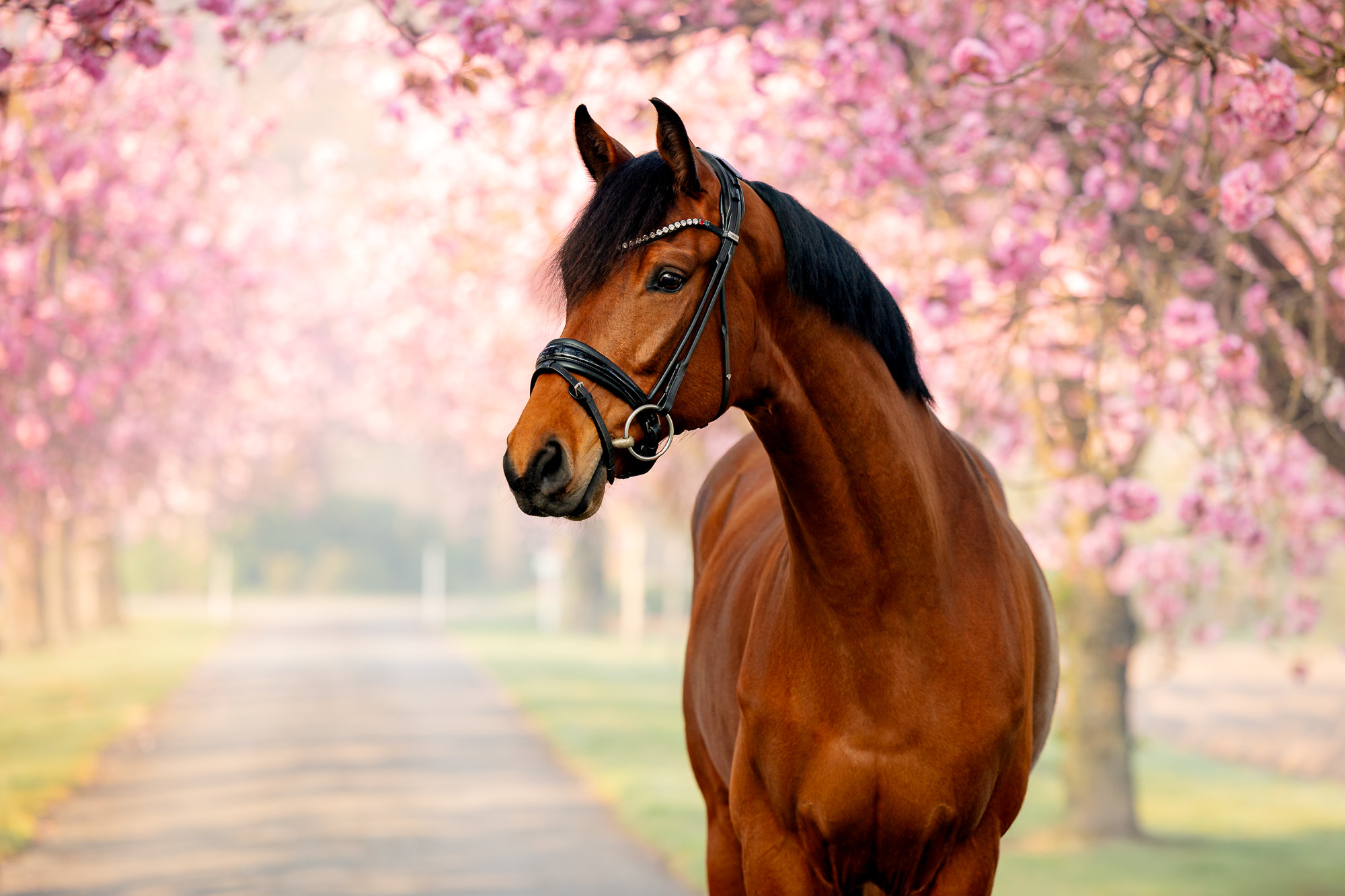 Braunes Pferd auf einem Weg mit blühenden Kirschbäumen - Frühlingshafte Pferdefotografie